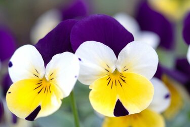 9月のガーデニング 草花 バラのお手入れポイントは 秋に咲く花々も紹介 2ページ目 Limo くらしとお金の経済メディア