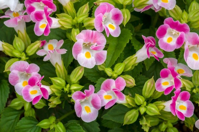 【ガーデニング】暑さに強い〈多年草＆一年草8選〉華やかにこんもり花咲く「夏の定番花」 もりもり育って鮮やかに花開くオシャレな草花を厳選 ...