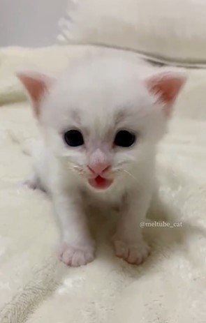 1 3万いいね 疲れが吹っ飛ぶ 保護猫のかわいい呪文 Snsで人気の猫を写真つきで紹介シリーズ 2ページ目 Limo くらしとお金の経済メディア 1 3万いいね 疲れが吹っ飛ぶ 保護猫のかわいい呪文 Snsで人気の猫を写真つきで紹介シリーズ 2ページ目 Limo くらしとお金の経済メディア