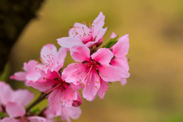 花言葉がエモい あの人に贈りたいオシャレな花 最強6選 6ページ目 Limo くらしとお金の経済メディア