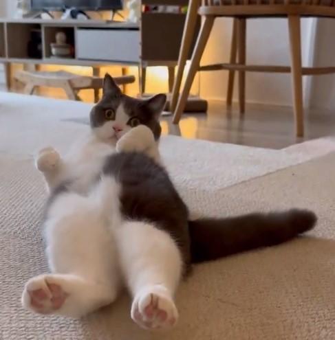 仰向けをキープする猫