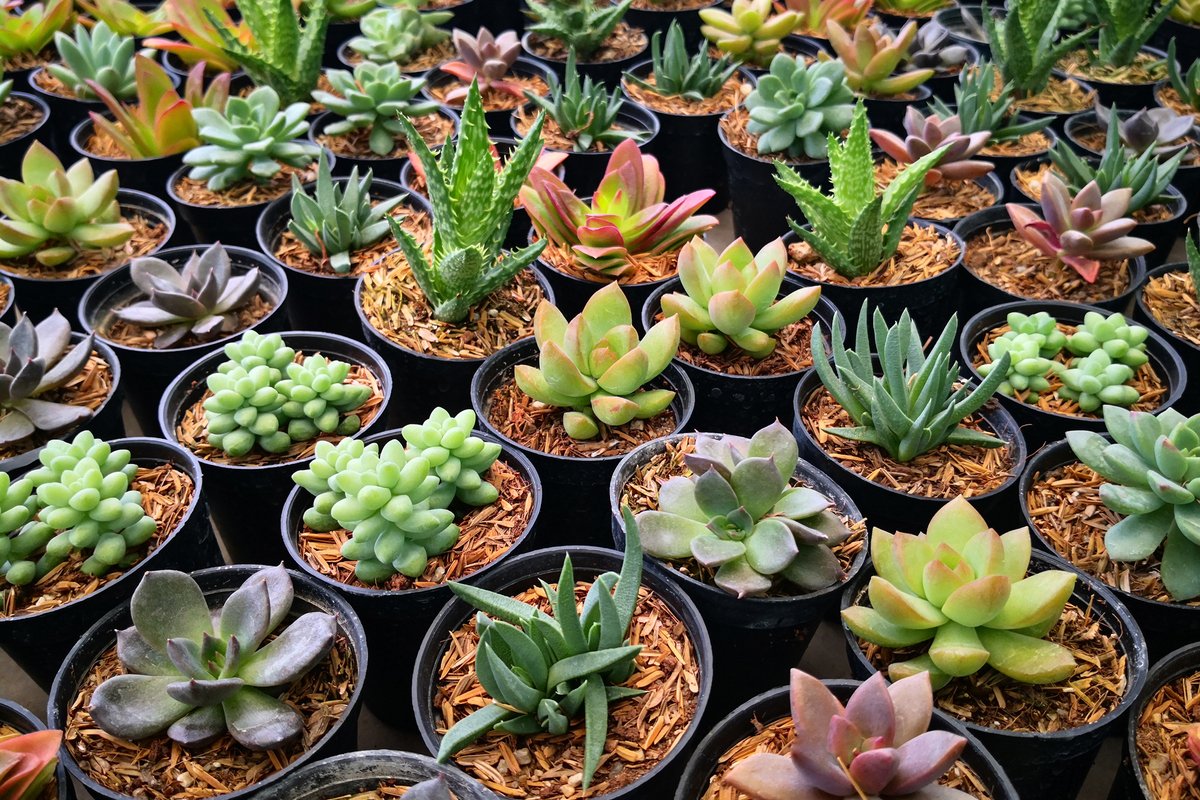 ガーデニング 多肉植物の寄せ植えは春が適期 基本の作り方 オシャレな組み合わせを紹介 ニフティニュース