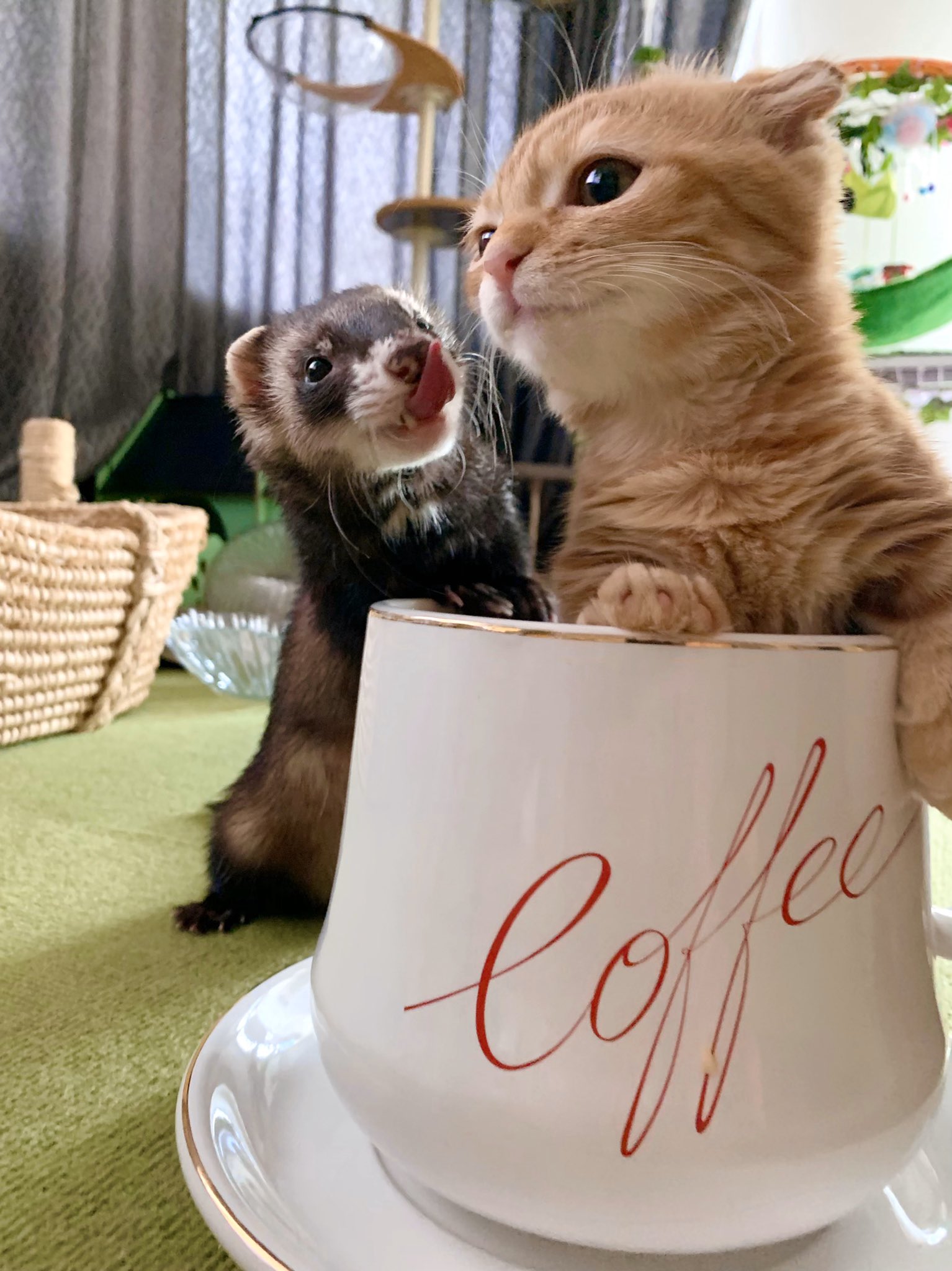 9万人以上が夢中に マンチカンひな子ちゃんのかわいすぎる日常 ニフティニュース