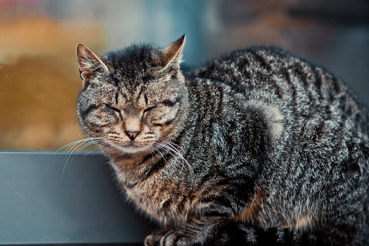 日本で人気の猫種は そして 猫の種類はどう決まる ニフティニュース