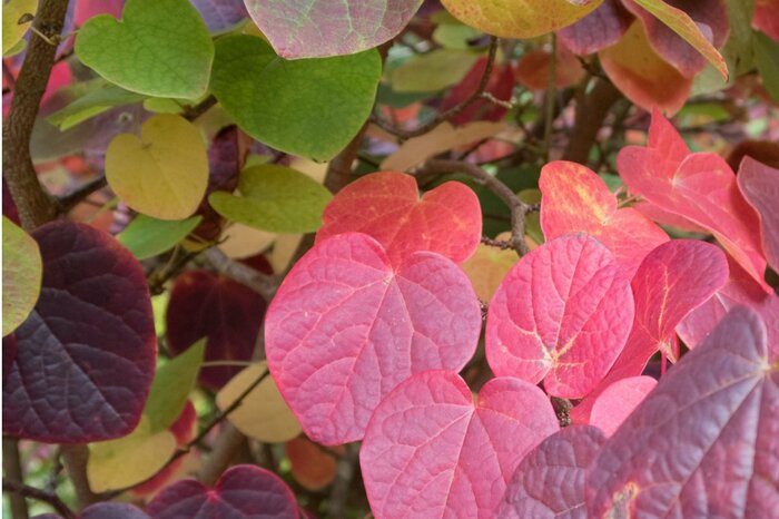 【ガーデニング】オシャレな低木〈おすすめ7選〉庭が一気に垢抜ける 花や紅葉でオシャレに庭を彩る!美しい植物を厳選 | LIMO | くらしとお ...