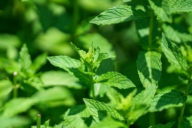 ガーデニング そのハーブ 植えても大丈夫 地植えに 向いていない ハーブ5つ 3ページ目 Limo くらしとお金の経済メディア