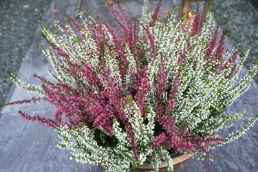 ガーデニング 秋の草花を ハンギングバスケット で楽しむ 窓辺や玄関がお洒落に 作り方 おすすめ草花6選も紹介 3ページ目 Limo くらしとお金の経済メディア