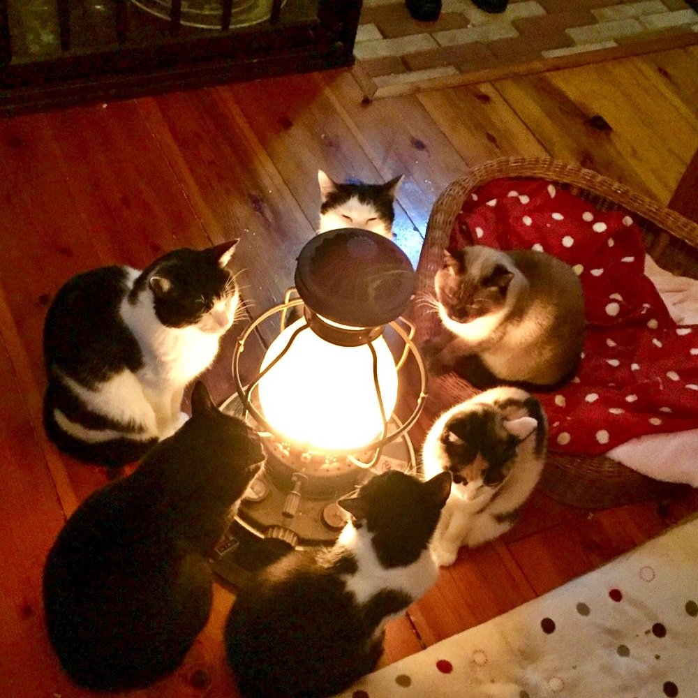 猫マンガ家も携帯する レスキューカード あなたも考えてみませんか 2ページ目 Limo くらしとお金の経済メディア