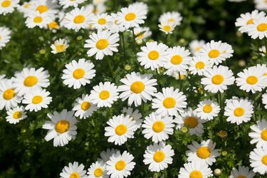 カワイイ 冬に咲くキク科の花 おすすめ5選 マーガレットやサイネリアなど 2ページ目 Limo くらしとお金の経済メディア