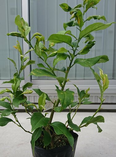 おすすめ観葉植物 レモンの木 ベランダでも室内でも もぎたて果実が手に入る ガーデニングアーカイブ21 9 2ページ目 Limo くらしとお金の経済メディア