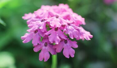 春のガーデニング 色の組み合わせでオシャレな庭に ピンクの花10種 ブルーの花5種を紹介 3ページ目 Limo くらしとお金の経済メディア 春のガーデニング 色の組み合わせでオシャレな庭に ピンクの花10種 ブルーの花5種を紹介 3ページ目 Limo くらしとお金の経済メディア