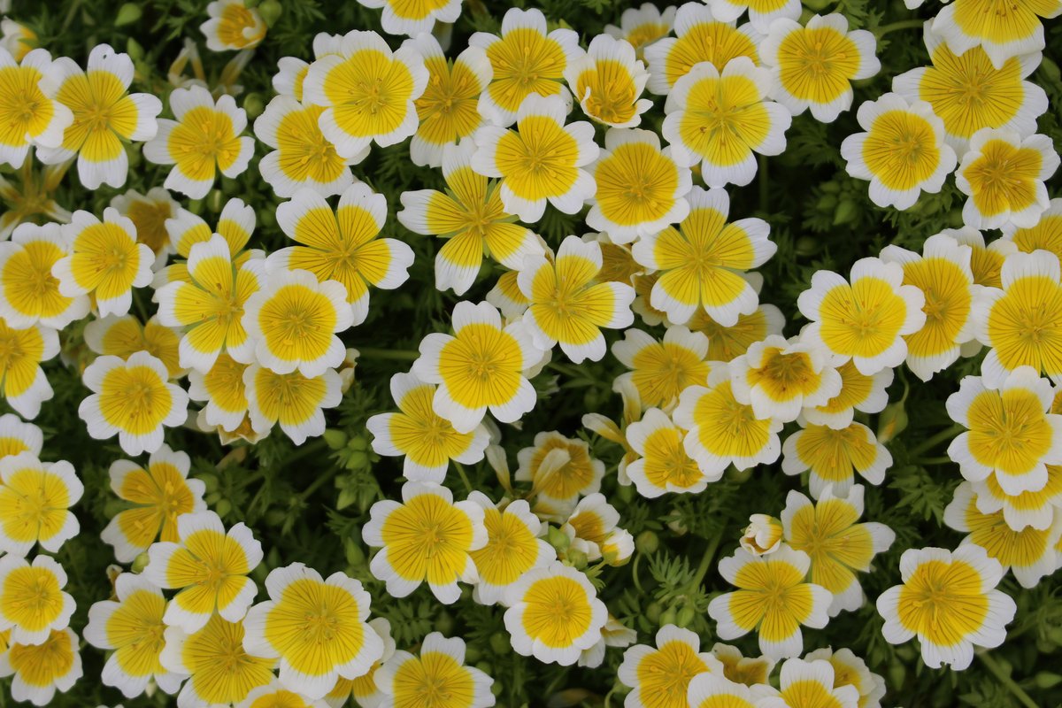 初夏のガーデニング 庭や花壇がオシャレになる オススメの一年草7選 ユニークな花姿がカワイイ ニフティニュース