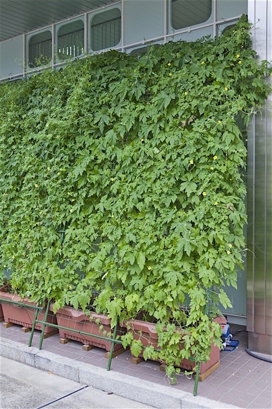 グリーンカーテンはいいことづくし おすすめ植物と作り方のコツとは 今が始めどき 気軽にできる住まいの暑さ対策 Limo くらしとお金の経済メディア
