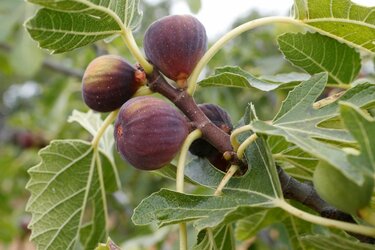 家庭菜園 小さな庭を果樹園に ガーデニング初心者でも育てやすい果樹8選 とれたてフルーツを楽しんで 5ページ目 Limo くらしとお金の経済メディア