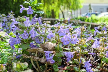 ガーデニング 日陰でもオシャレな庭になる 日当たりが悪くても育つ植物 5ページ目 Limo くらしとお金の経済メディア