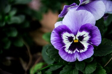 ガーデニング 秋冬の庭は パンビオしか勝たん 可愛いパンジー ビオラの育て方 一緒に植えたいナイスな脇役たち 多年草 一年草 4選 2ページ目 Limo くらしとお金の経済メディア