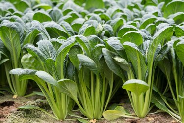 ベランダ家庭菜園 プランターで育てる秋冬野菜 初心者でもお世話カンタン おすすめ野菜6選 庭がなくても大丈夫 4ページ目 Limo くらしとお金の経済メディア