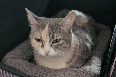 Twitterで話題の香箱座りで待つ可愛い猫 Snsで人気の犬 猫を写真つきで紹介シリーズ 2ページ目 Limo くらしとお金の経済メディア