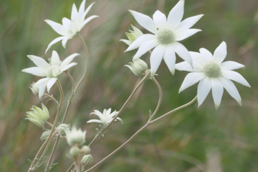 ガーデニング 思わず触れたくなる モフモフ フワフワ系植物 最強12選 晩秋の庭 暖かくキュートな草花に癒やされたい 4ページ目 Limo くらしとお金の経済メディア