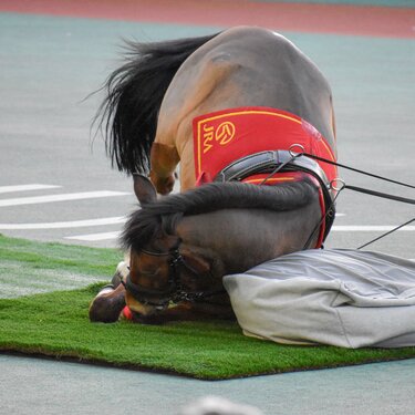 JRA・中京競馬場で撮影された「ビーズクッションでくつろぐ馬」ネット ...