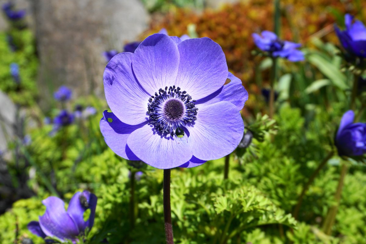 あつ森に登場する花 アネモネの育て方 鉢植えでも切り花でも楽しめる ニフティニュース