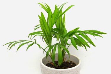 観葉植物の寄せ植え 初心者でも育てやすい オススメの組み合わせ例を紹介 2ページ目 Limo くらしとお金の経済メディア