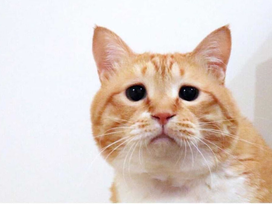 困り顔 猫 ぐっぴーさんの多彩な表情に癒される ニフティニュース