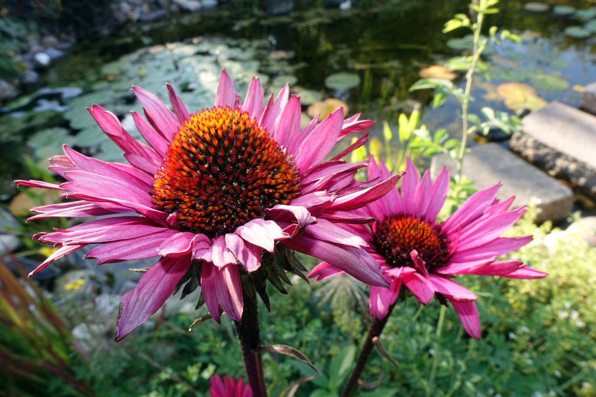 春のガーデニング 花壇に植えるとオシャレ おすすめの草花 低木10選 組み合わせてもステキ ニフティニュース