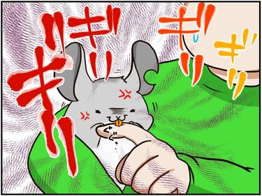 チンチラのメスは気が強い 新入りが見せる抵抗がすごい チンチライフ31話 マンガ記事 チンチライフ 3ページ目 Limo くらしとお金の経済メディア