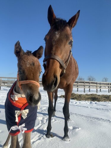 節分の日に撮影された「豆と仔馬」の写真 あまりのかわいさにメロメロ ...