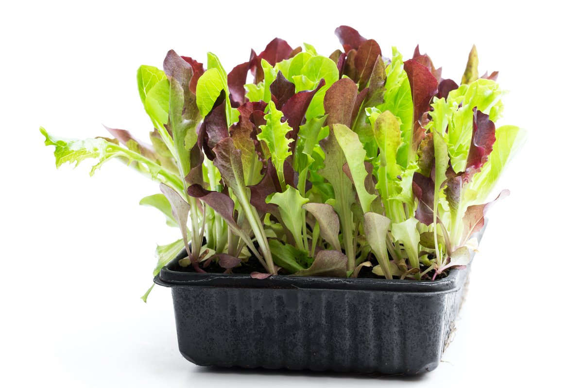 冬の家庭菜園 室内で育てるオススメ野菜4選 プラ容器や牛乳パックでお手軽栽培 ニフティニュース