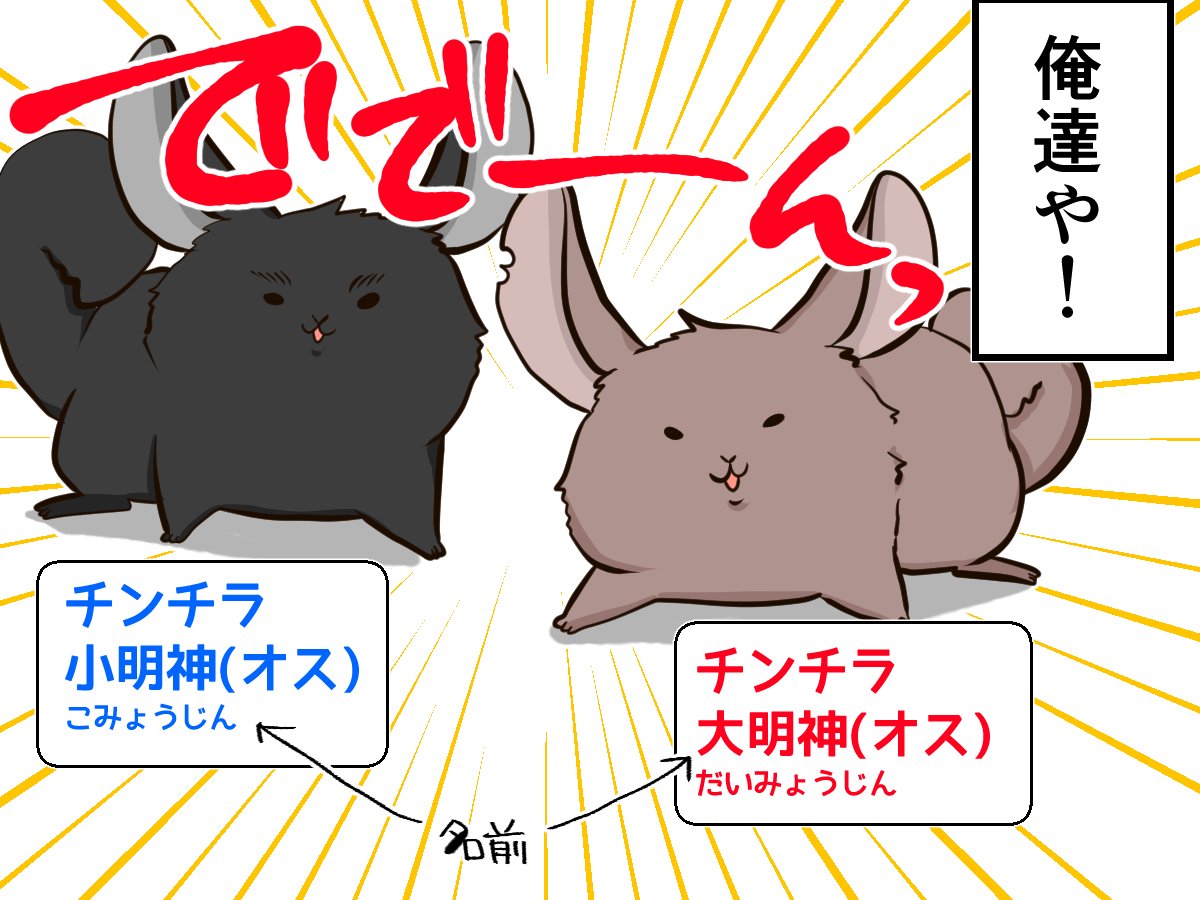 猫でもうさぎでもないモフモフ チンチラ ってなぁに チンチライフ1話 マンガ記事 チンチライフ Limo くらしとお金の経済メディア