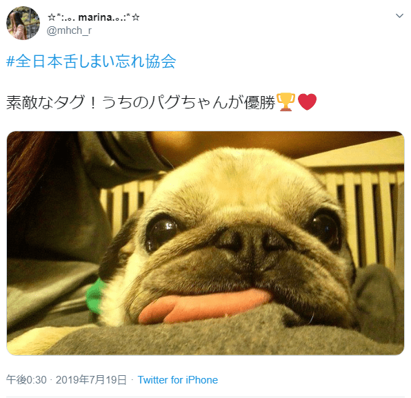 舌をしまい忘れた動物たちが悶絶級の可愛さ 全日本舌しまい忘れ協会 のみなさん 2ページ目 Limo くらしとお金の経済メディア