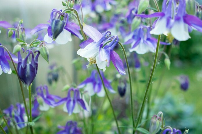 多年生の青い花、ベルベル、カントリーブーケ