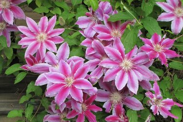 春のガーデニング クレマチス 育て方 剪定のコツ 美しい花が咲くオススメ品種も紹介 3ページ目 Limo くらしとお金の経済メディア