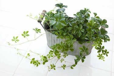 13opj3cxhbcv9m 13opj3cxhbcv9m