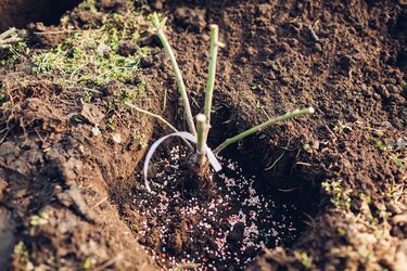 バラ 剪定 土替え 寒肥で美しく咲く 冬に必要な3つの作業を詳しく解説 4ページ目 Limo くらしとお金の経済メディア