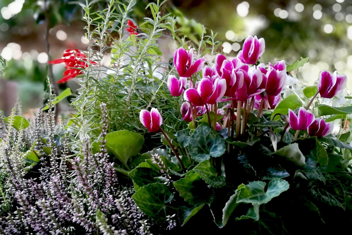 冬にオススメの花 ガーデンシクラメン 寄せ植えの作り方 相性のよい植物は ニフティニュース 冬にオススメの花 ガーデンシクラメン 寄せ植えの作り方 相性のよい植物は ニフティニュース