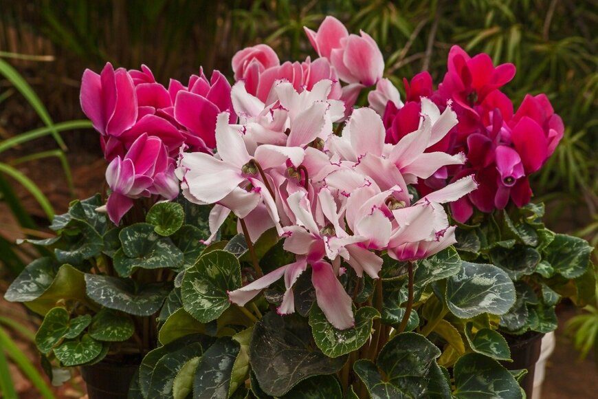 【ガーデニング】今が育てどき！華やか冬の定番花3選。初心者にも育てやすい 寄せ植えでも楽しめる、冬ガーデンの主役たち | 3ページ目 ...